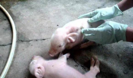 两小猪喝人奶喂猪视频